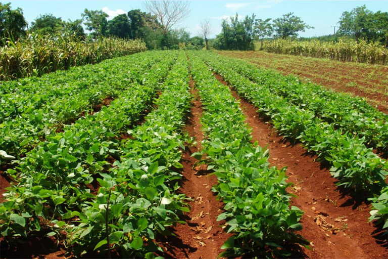 Adopción de un enfoque agroecológico en la agricultura urbana