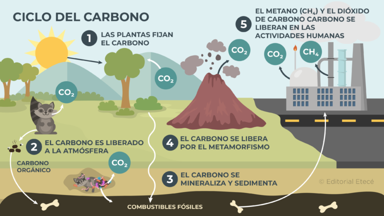 Ciclo del carbono: importancia y procesos involucrados