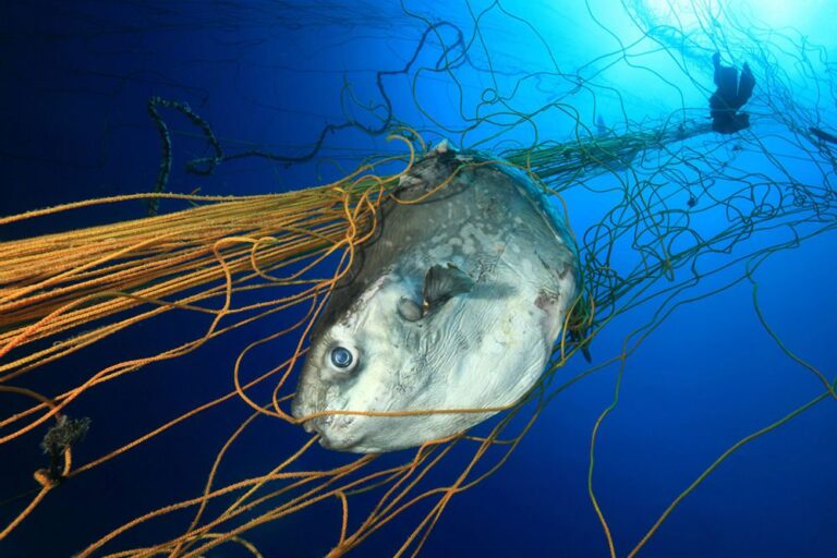 Cómo impacta la sobrepesca en la biodiversidad marina