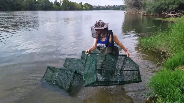 Cuál es la importancia de las especies invasoras