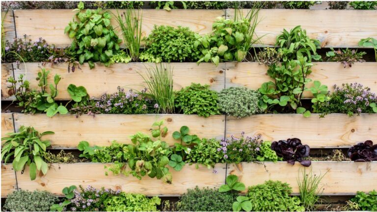 Cultivos ideales para maximizar espacios reducidos en tu jardín