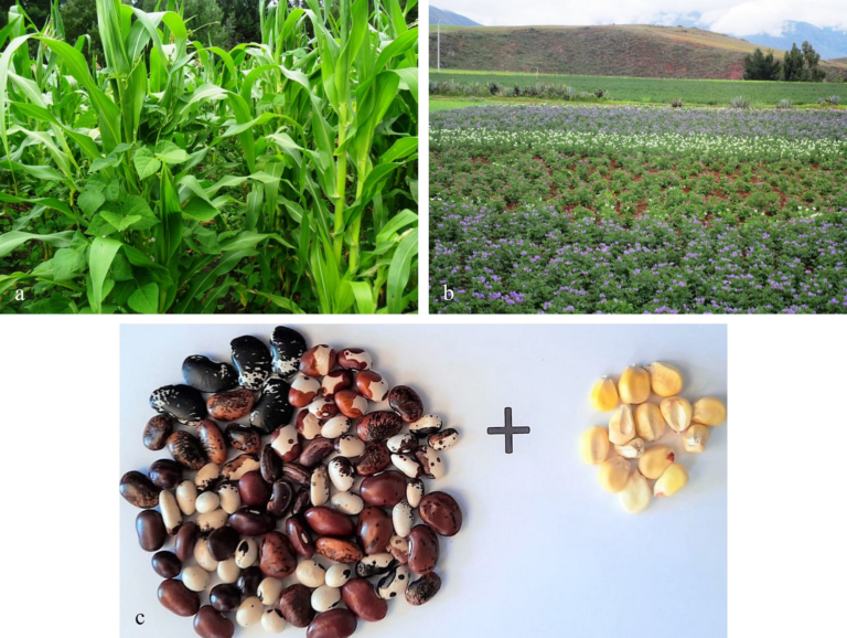 Diversificación de cultivos y su impacto en la rentabilidad urbana