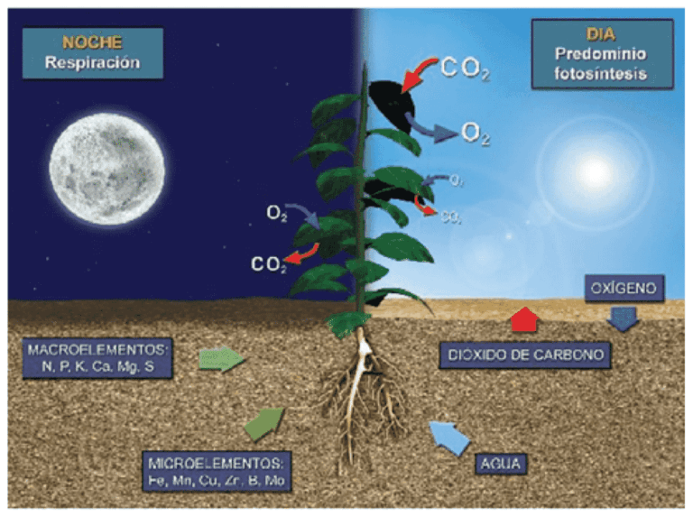 El balance de carbono y su importancia para el medio ambiente