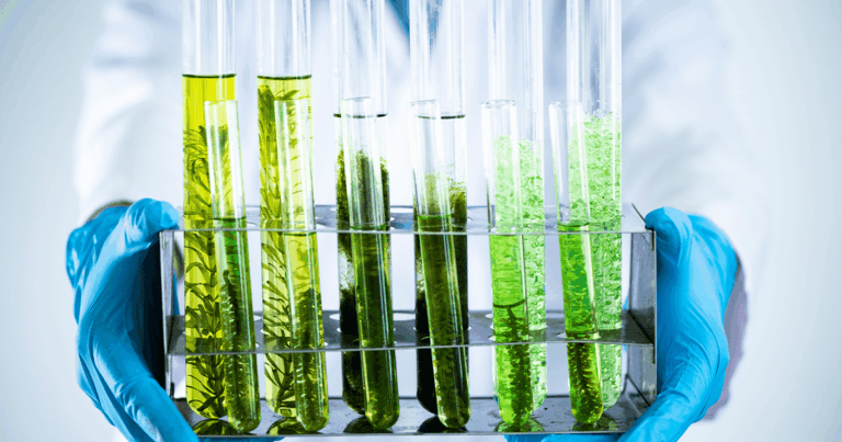 Futuro de la investigación y desarrollo en biocombustibles