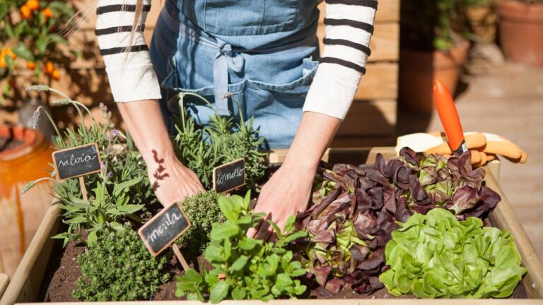Huerta urbana de permacultura: qué es y sus beneficios