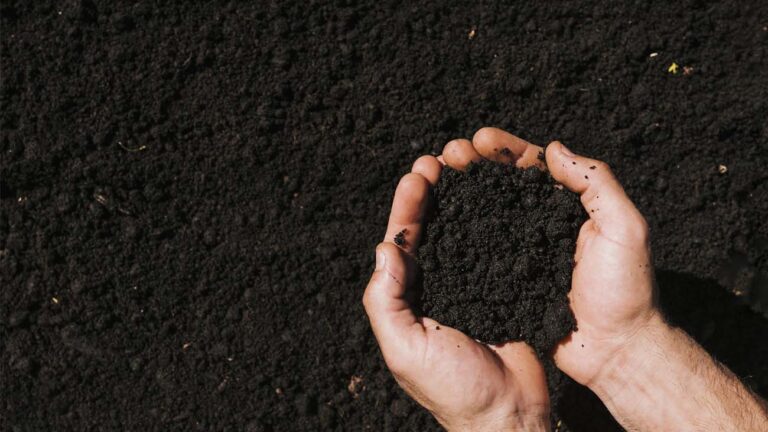 Impacto de los biocombustibles en las reservas de carbono soil