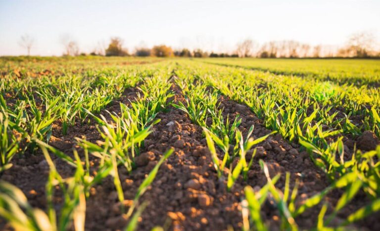 Importancia de las comunidades de práctica en la agricultura