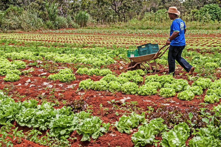 Impulso de la agricultura urbana en el desarrollo regional