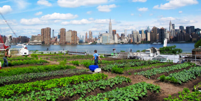Incorporar educación ambiental en programas de agricultura urbana