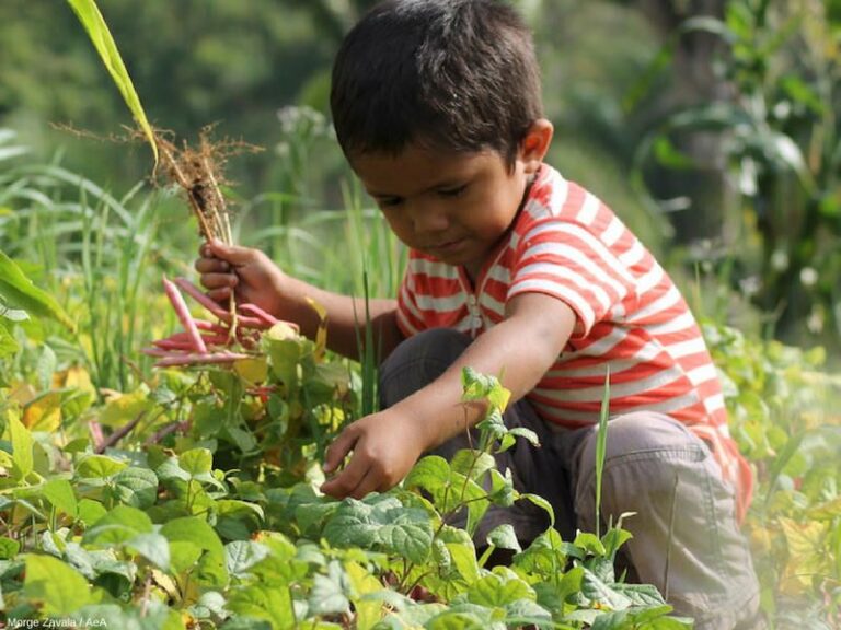 La importancia de la agricultura en la vida diaria de los niños