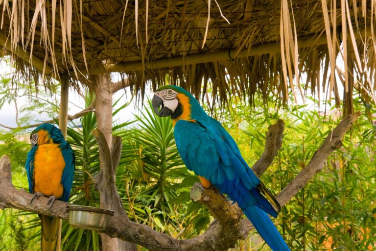 Mejores prácticas para la fotografía de fauna en ecoturismo