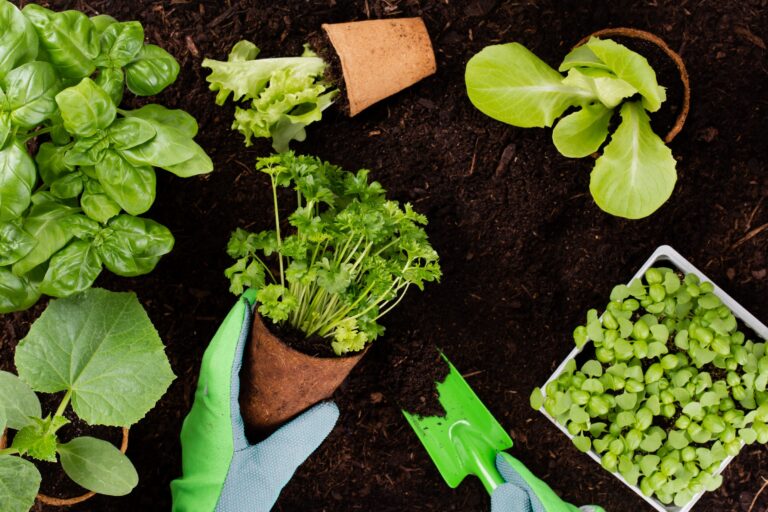 Plan de desarrollo sostenible para la agricultura urbana