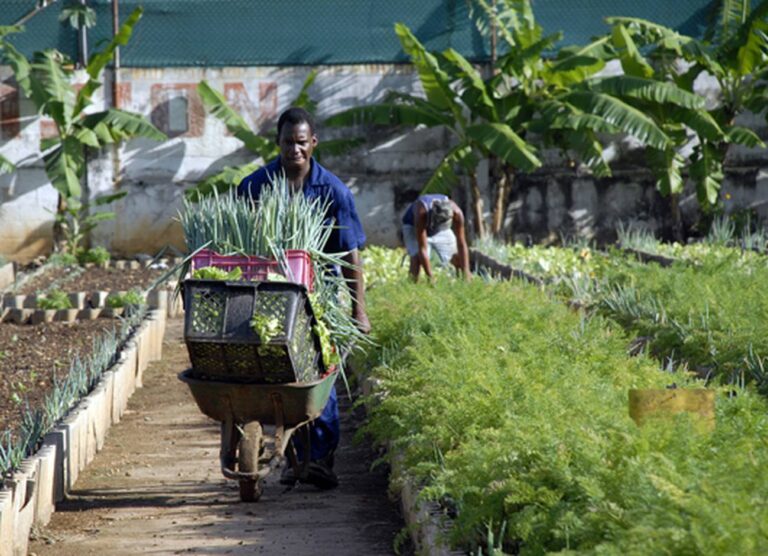 Prácticas de inclusión social en la agricultura urbana
