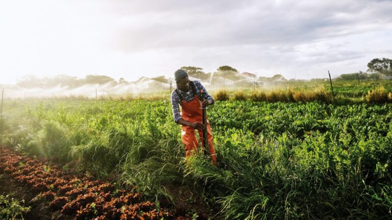 Técnicas agrícolas efectivas para la captura de carbono